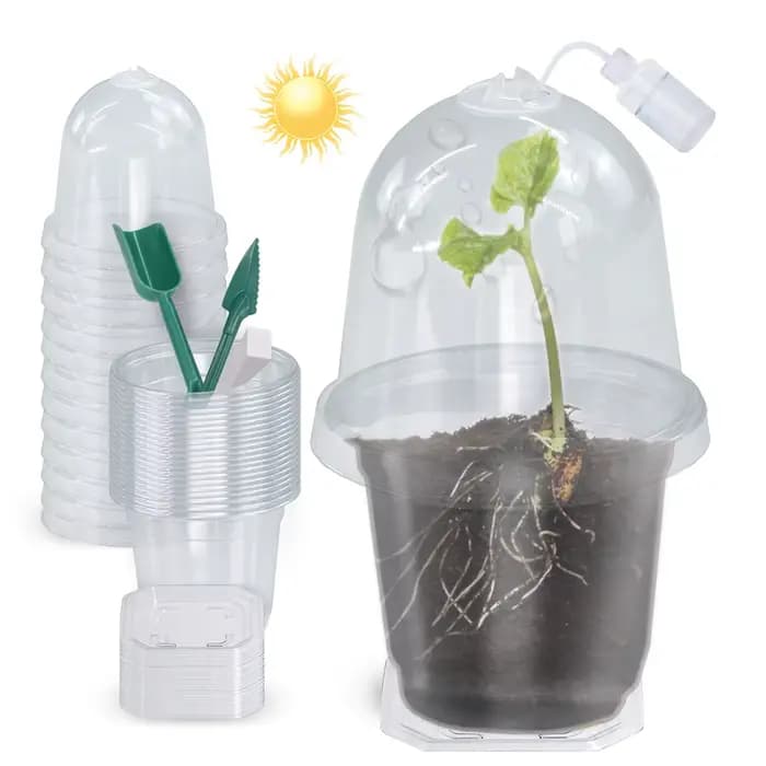 Un ensemble de plantes claires visibles, tasse de Germination, boîte de culture en plastique Transpa