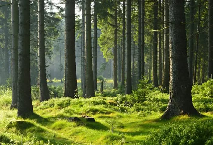 Nature vert forêt herbe photographie toile de fond printemps été parc paysage maison jardin fête décoration bannière PhotpStudio accessoire