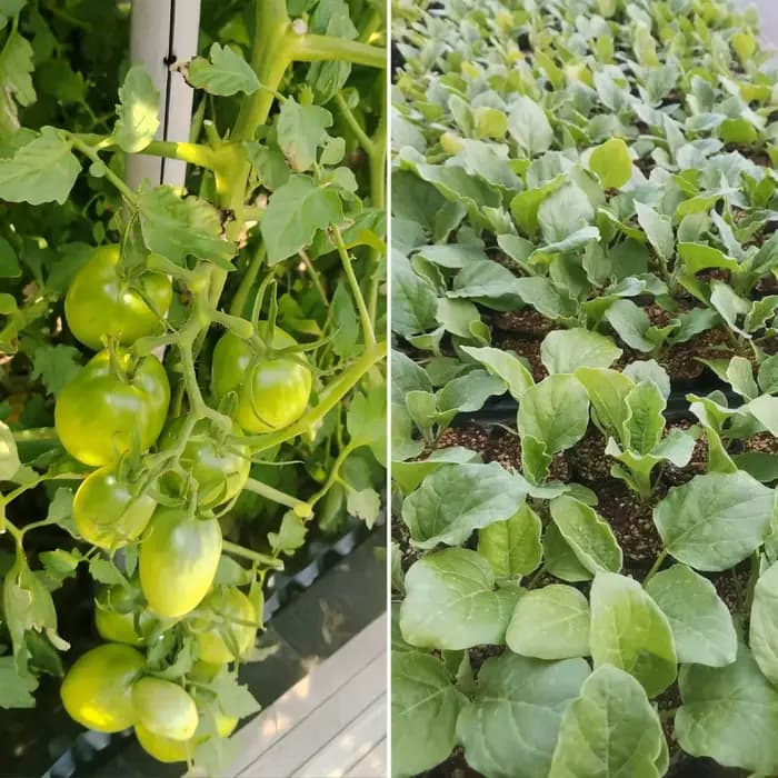 Engrais organique à base d'extrait d'algues 60g