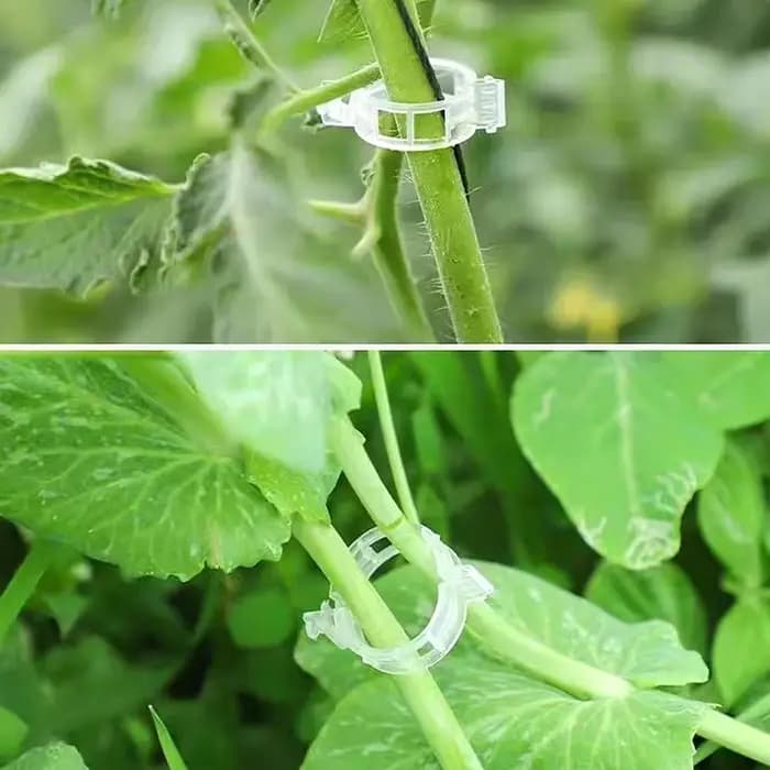 Clips de plantes réutilisables, 600-10x, supports de tige de vigne et de tomate, pinces de greffage,
