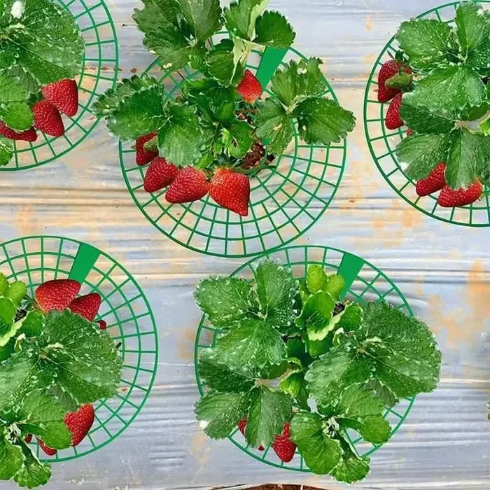 Supports pour plantes à fraises, 5 à 50 pièces, avec 3 jambes robustes, supports de culture de frais
