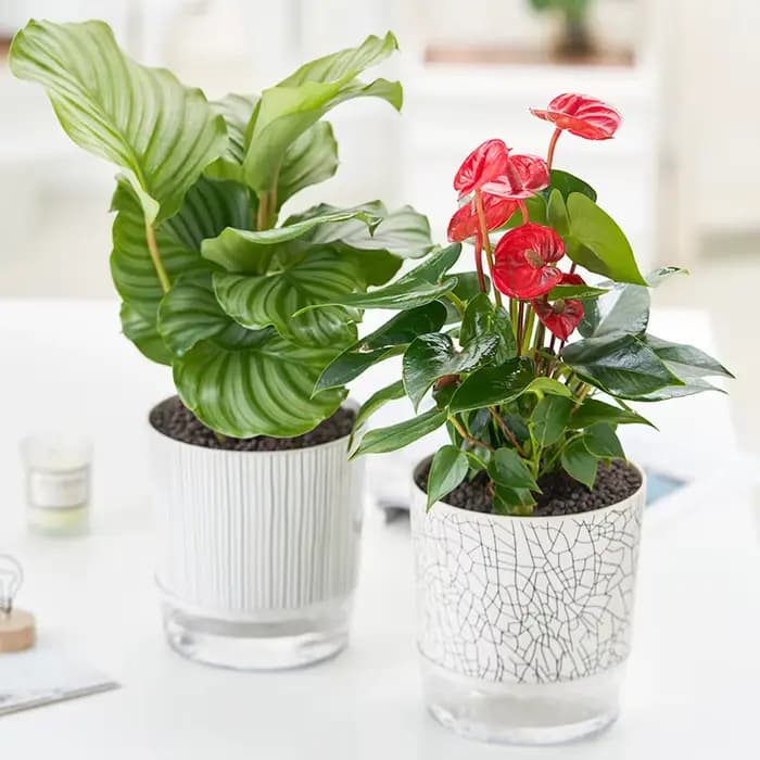 Pot de Fleurs Hydroponique existent avec Corde en Coton