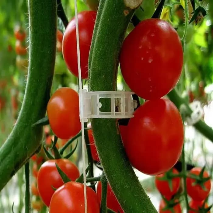Clips de Support de plantes en plastique, outil de fixation de greffage pour légumes, tomates, fourn