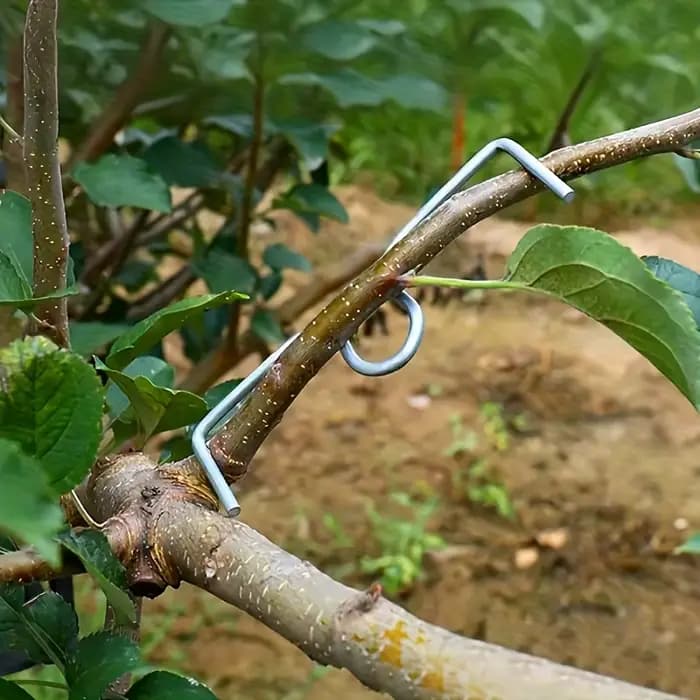 Kit d'outils de pliage de branches d'arbres fruitiers, 50 pièces, outils manuels de pliage de branches pour la mise en forme et l'écartement, outils de culture pour vergers
