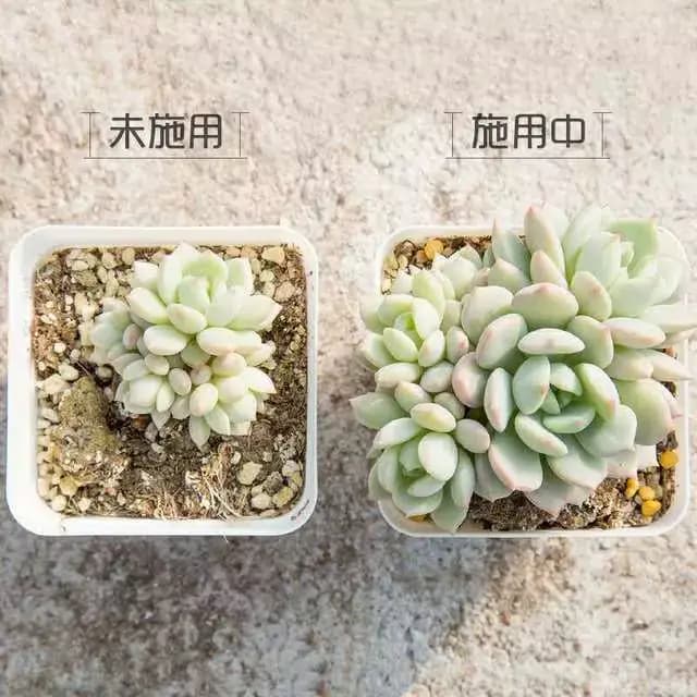 Engrais à libération contrôlée 130g pour plantes succulentes