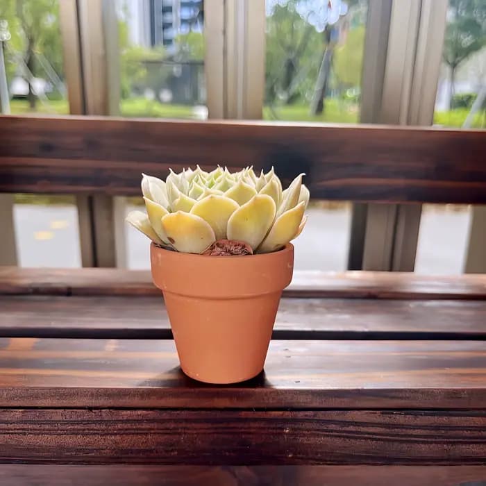 Pots de fleurs Terra Cotta de 2.5 pouces, 24 pièces, jardinière en poterie, Pots de fleurs Cactus, P