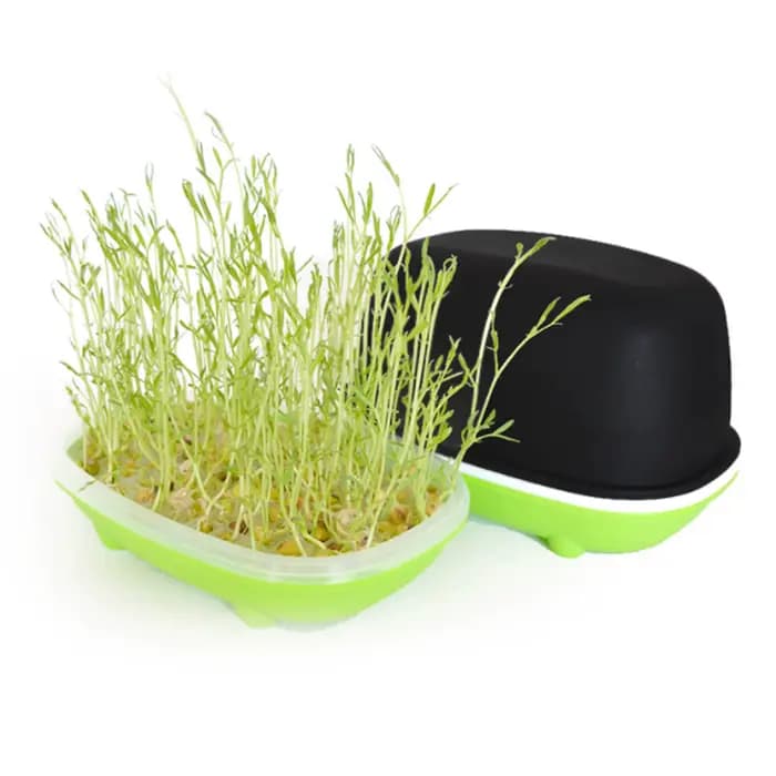 Boîte de germes d'arachide de haricots hydroponiques