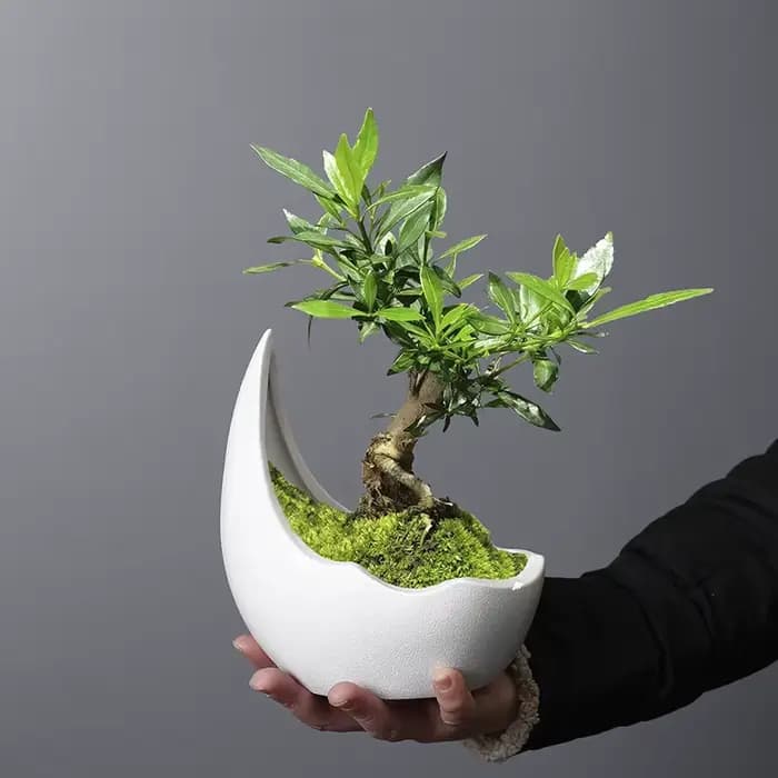 Pot de fleur en céramique en forme de corne de rhinocéros, pot de plante verte, jardinière succulent