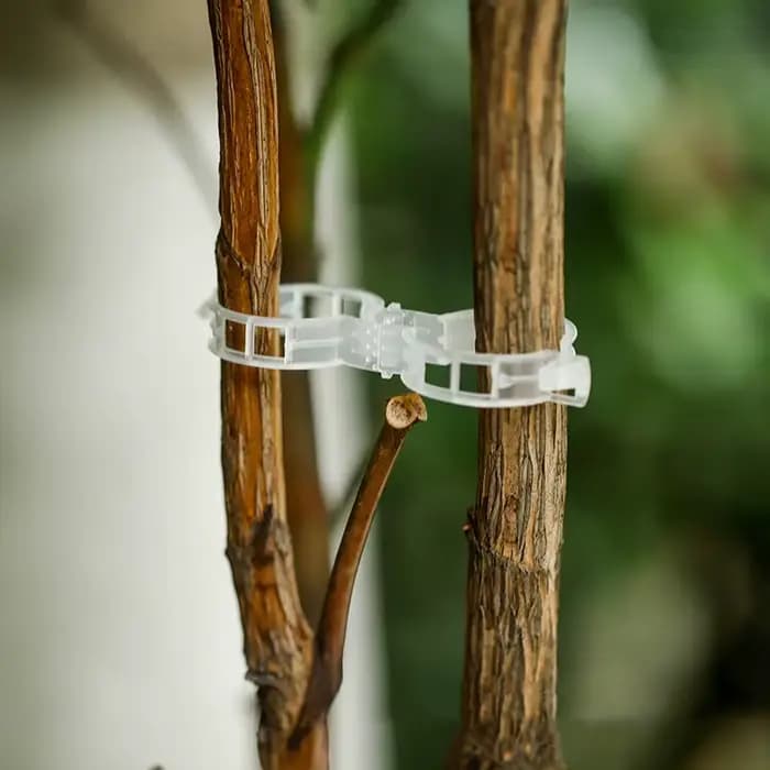 Clips de Support de plantes en plastique, outil de fixation de greffage pour légumes, tomates, fourn
