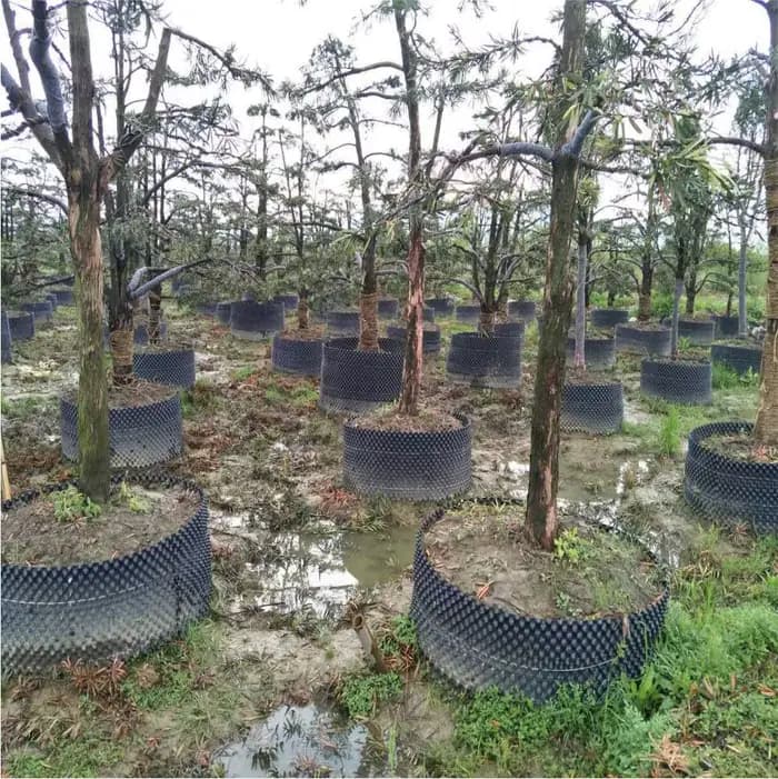 Contrôle de l'élagage de racines de plantes, Pots de pépinière, entraîneur de racines rapides, conte