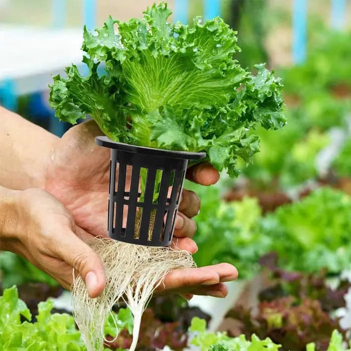 Mir pour plantes hydroponiques aquaponiques et orchidées