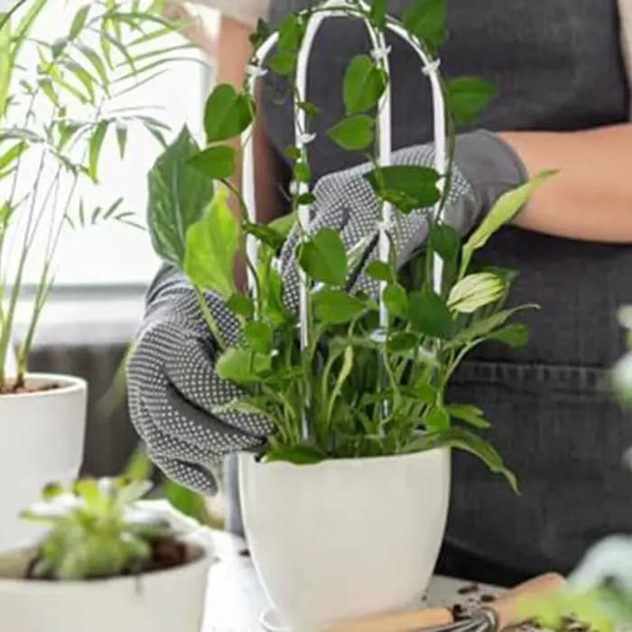 Support pour plantes en acrylique en forme de U, 2 pièces, cadre d'escalade élégant pour plantes, su