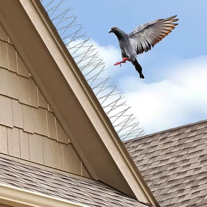Pièges dissuasifs à pointes de pigeons en acier inoxydable, lutte antiparasitaire, kit de clous d'ép