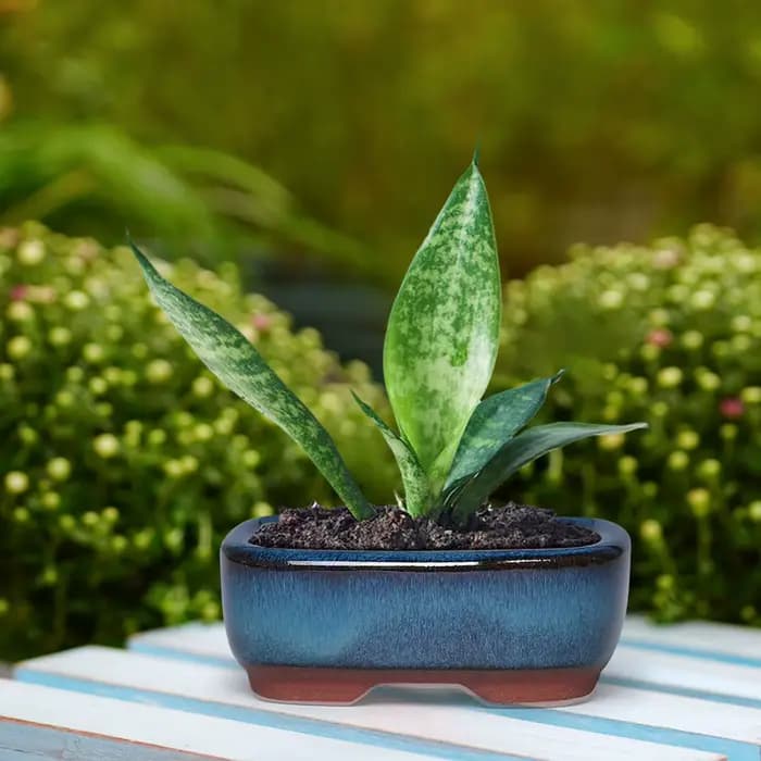 Pots de fleurs en céramique avec trou de vidange