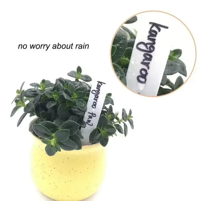 Étiquette de fleur étanche en plastique, 100 pièces, marque de type T, étiquette de jardinage, pour