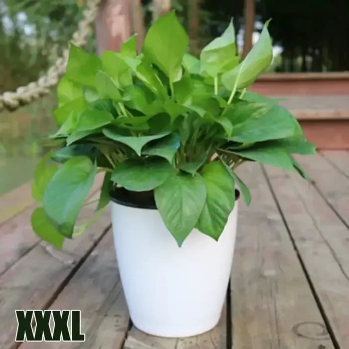Pot de fleur paresseux à absorption d'eau automatique