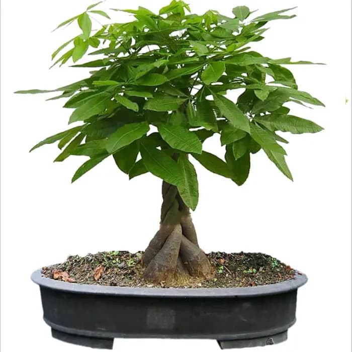 Engrais composé pour arbres fruitiers de jardin, NPK 15-15