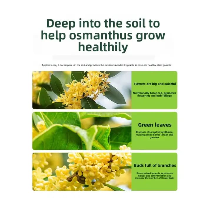 Promotion et culture de fleurs spécifiques à l'arbre Osmanthus