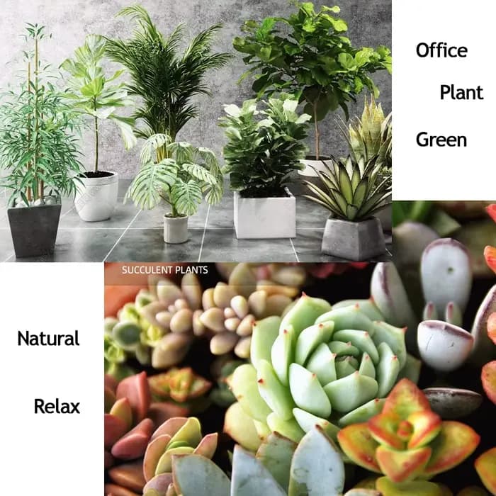 10 g d'engrais complexe NPK azote-phosphate-potassium Mini paquet à usage sûr et sans Pollution utilisation fleur plante alimentaire