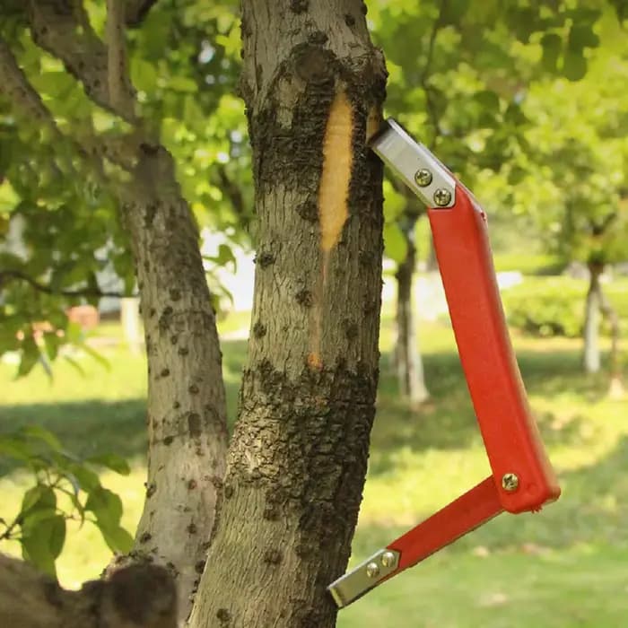 Couteau à écorce pour grattage d'arbres fruitiers