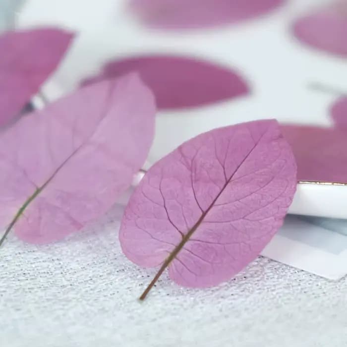 3-5cm/24 pièces, Fleurs de Bougainvillea Glabra pressées naturelles