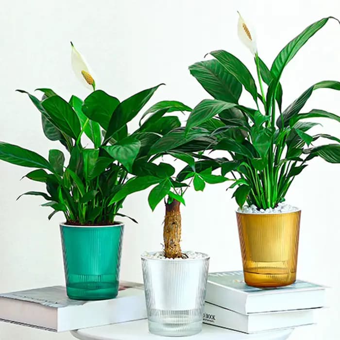 Pot de plante auto-arrosant coloré à effet rayé vertical