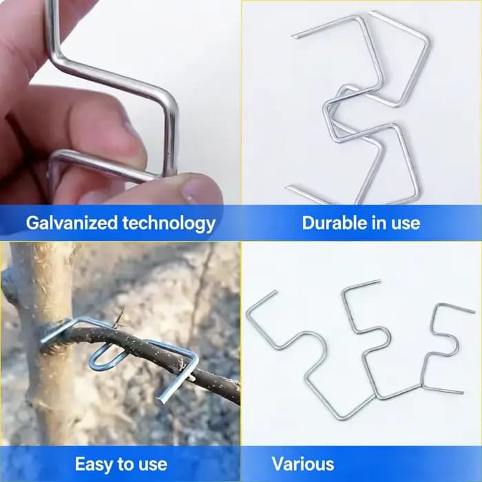 Fixateur de branches d'arbres fruitiers réutilisable