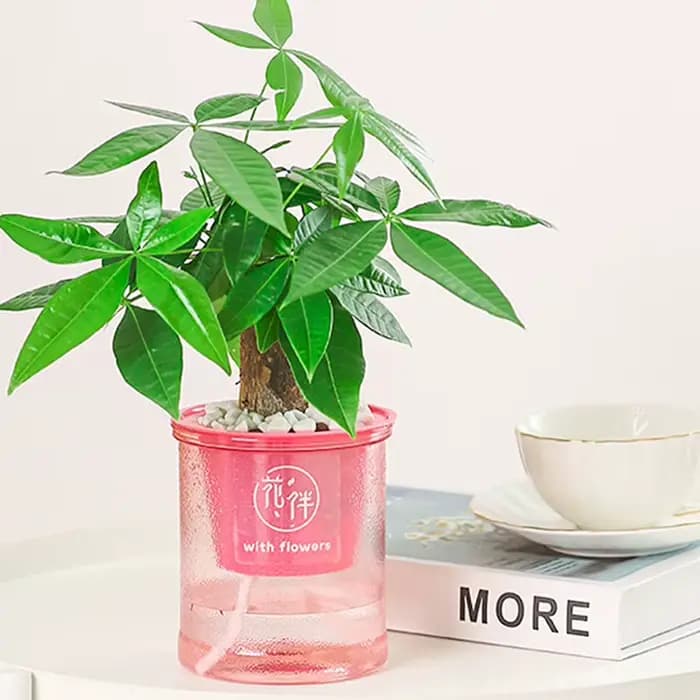 Pot de fleurs hydroponique Transparent rond en plastique