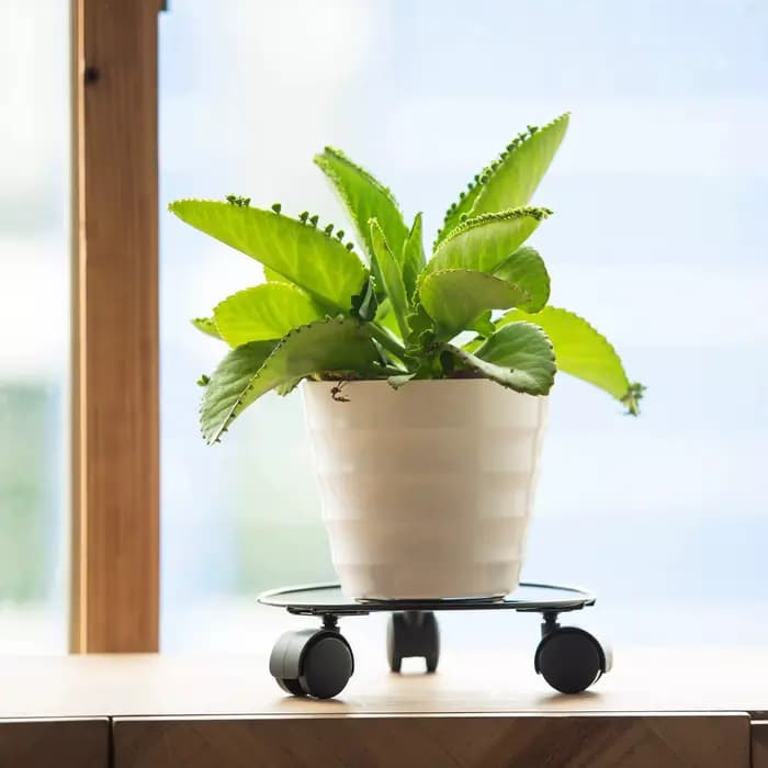 Soucoupe à plantes support pour plantes roulant avec 3 roues plateau pour plantes rouleau accessoire
