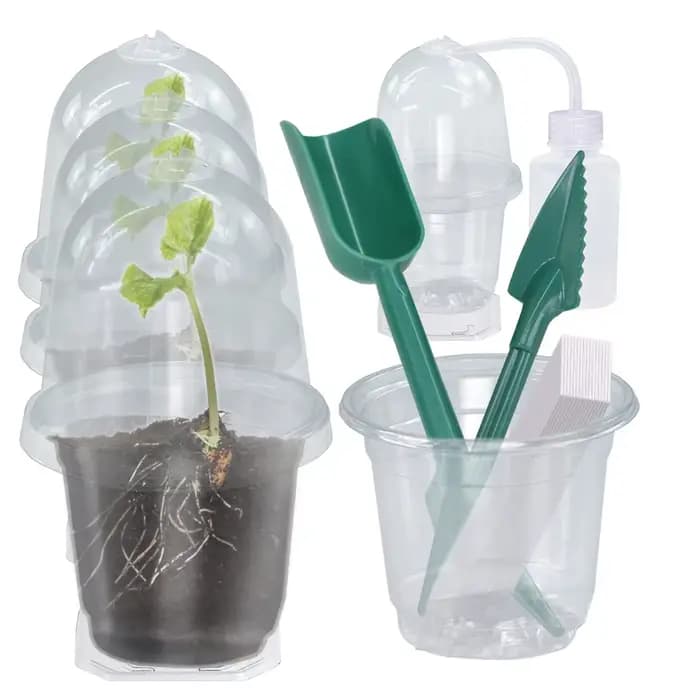 Un ensemble de plantes claires visibles, tasse de Germination, boîte de culture en plastique Transpa
