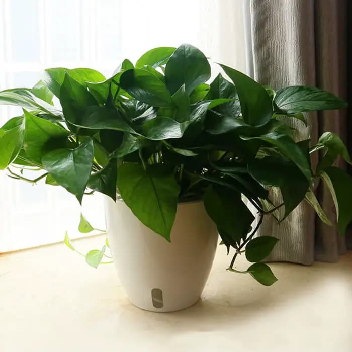 Pots de plantes blancs portables et écologiques avec système de Drainage