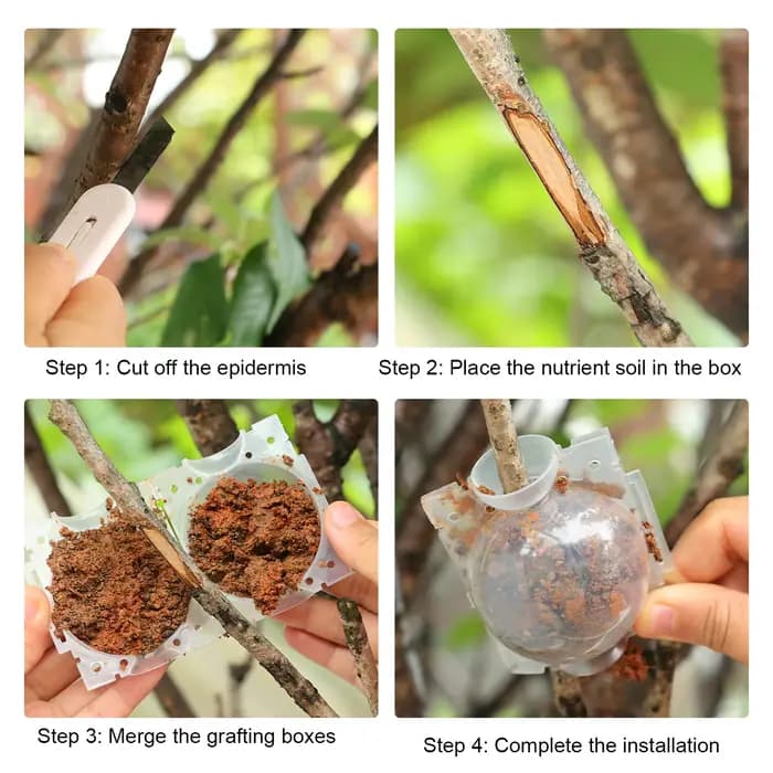 Boule d'enracinement de plantes, boîte de Propagation de racines, boule d'élevage de racines de plan