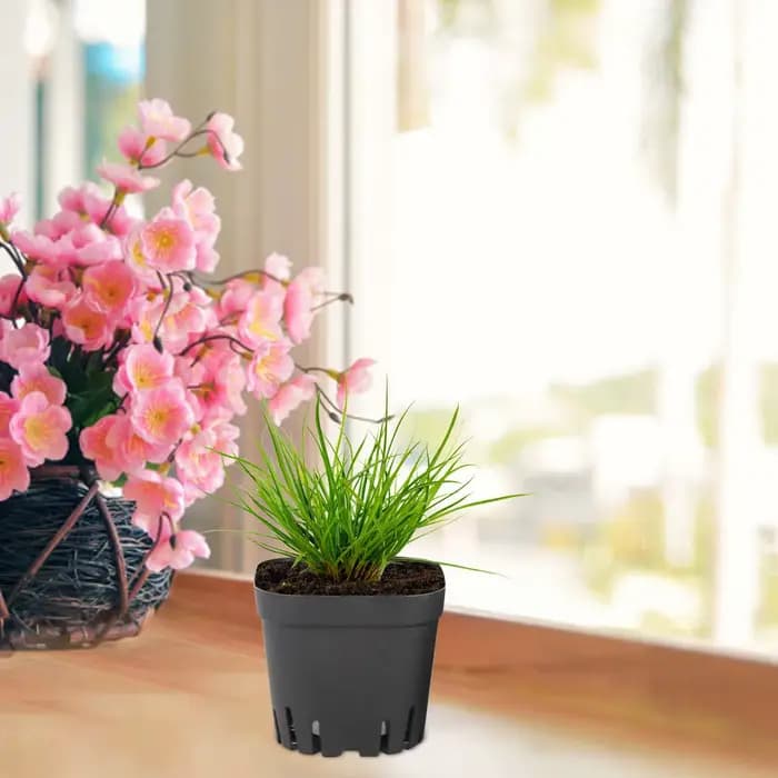 Pots de démarrage carrés noirs pour semis, 50 pièces, pots de pépinière, kit de jardinage pour semis de fruits