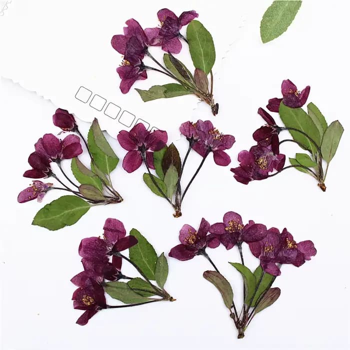 12 pièces, fleurs de bégonia pressées naturelles avec tige
