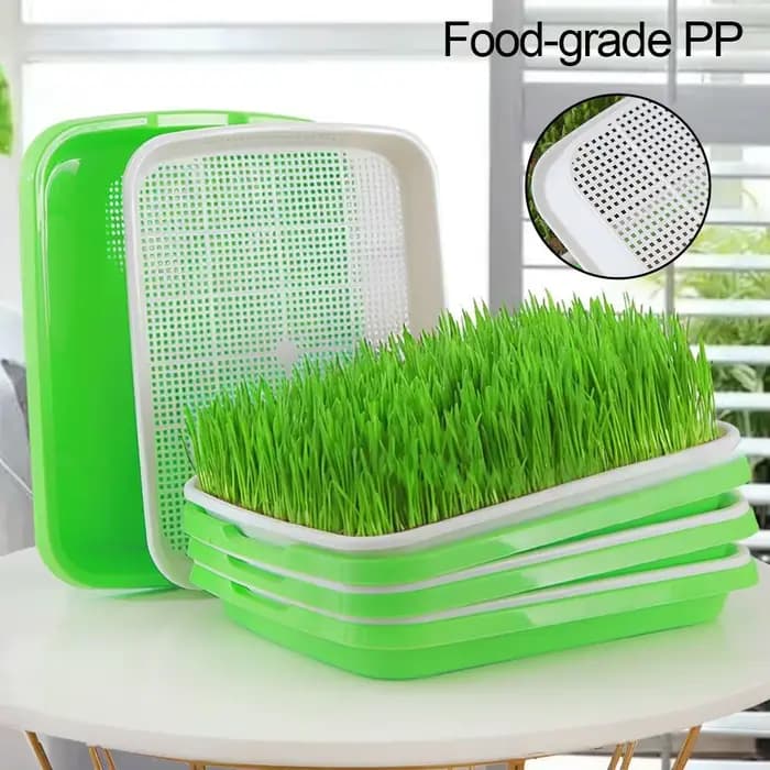 Plateau de germination de graines pour la maison