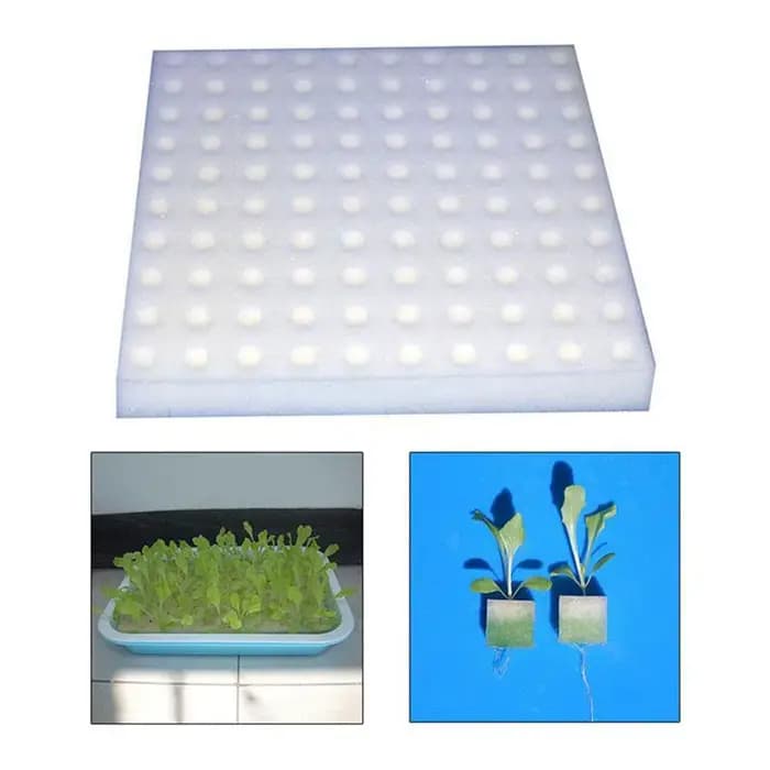 Culture hors sol plantation coton hydroponique semis jardin pépinière éponges plante légumes culture