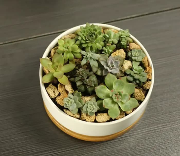 Pot de plante succulente en céramique, pot de fleur arrondi profond en porcelaine blanche avec escal