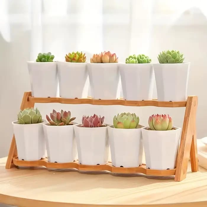 2/4//10 pièces de Pots de fleurs octogonaux blancs sont très adaptés aux cactus succulents et à la c