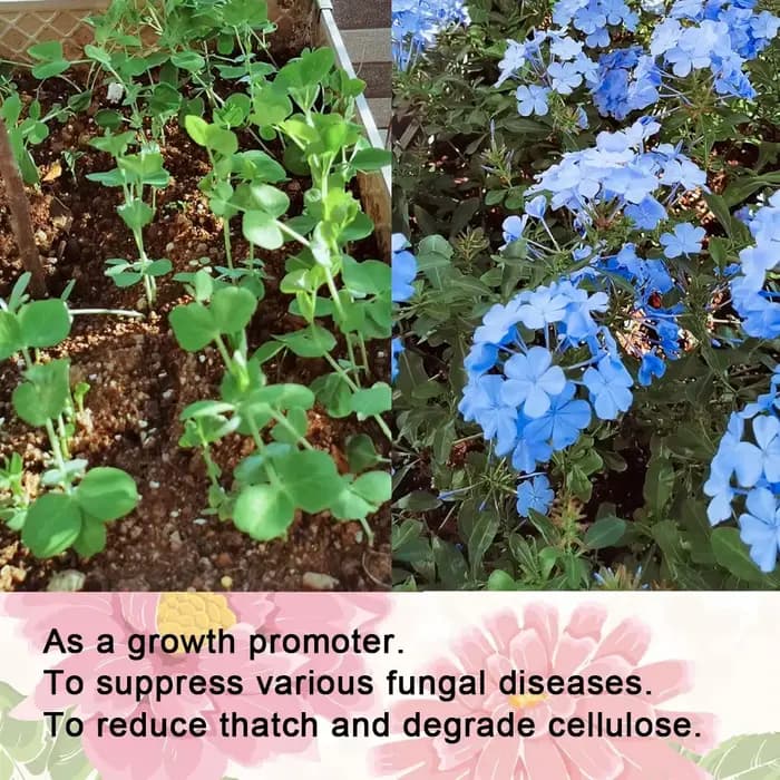 Trichoderma Harzianum champignon du sol microscopique biofertilisateur polyvalent engrais microbien protège les plantes pour le jardin