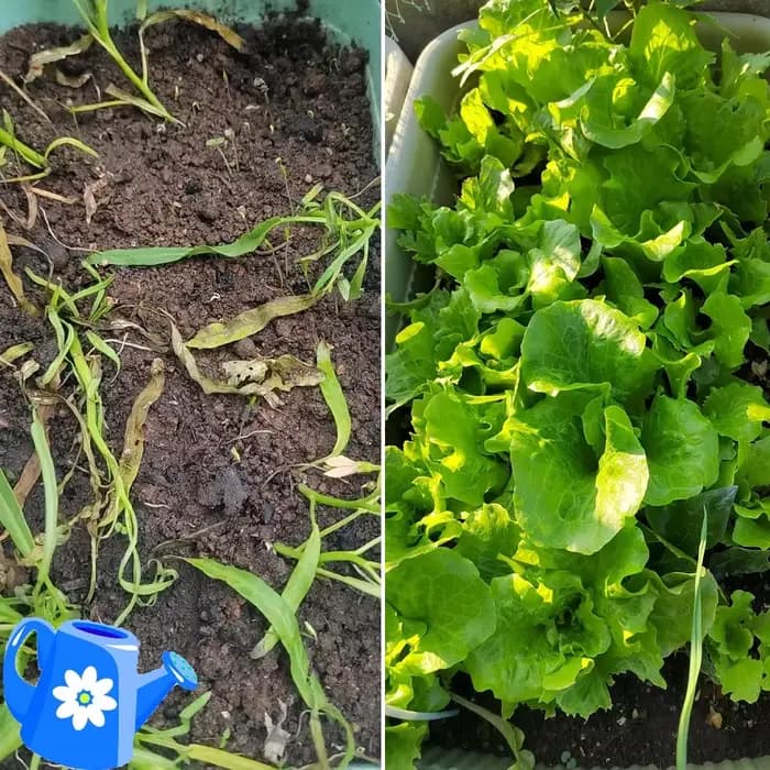 Trichoderma Harzianum champignon du sol microscopique biofertilisateur polyvalent engrais microbien protège les plantes pour le jardin