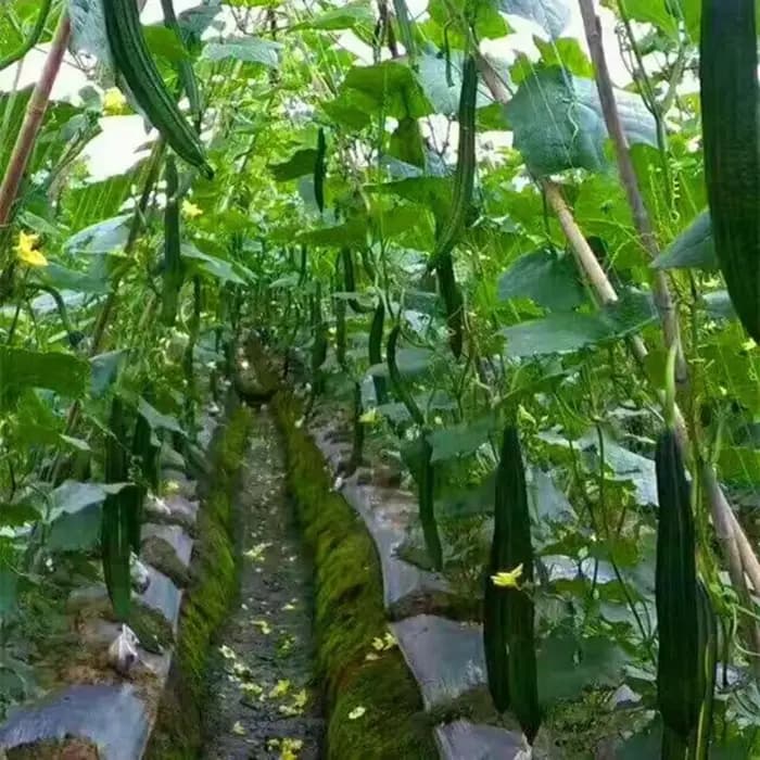 Filet d'escalade de jardin, filet en treillis, Support de plantes robuste pour fleurs, légumes, vigne, verger, outils de jardinage