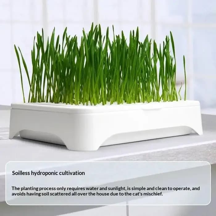 Pot de culture hydroponique pour semis de herbe à chat