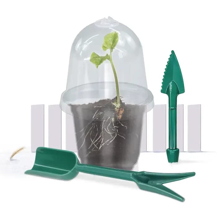 Un ensemble de plantes claires visibles, tasse de Germination, boîte de culture en plastique Transpa