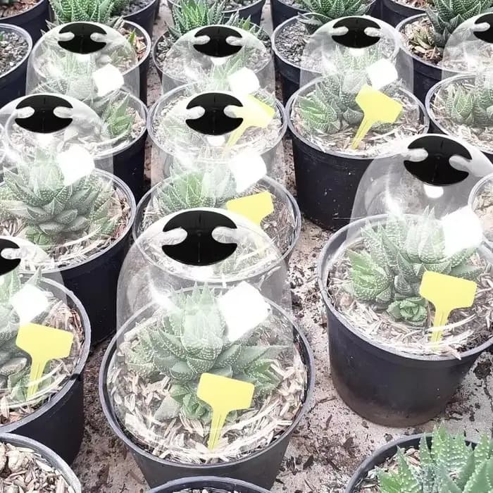 Mini cloches de serre en plastique réutilisables