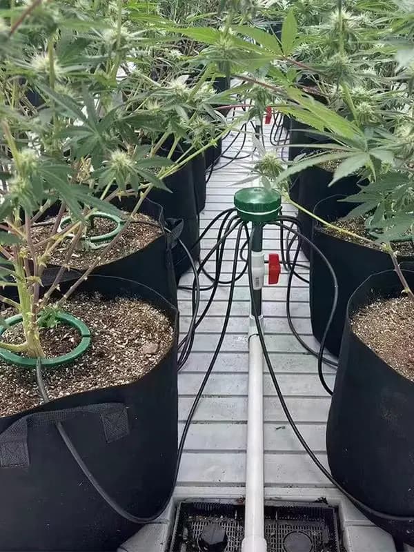 Anneau d'eau pour plantes, Support de 3 jambes, émetteur d'égouttement, anneau d'eau Hydro Halo, ann