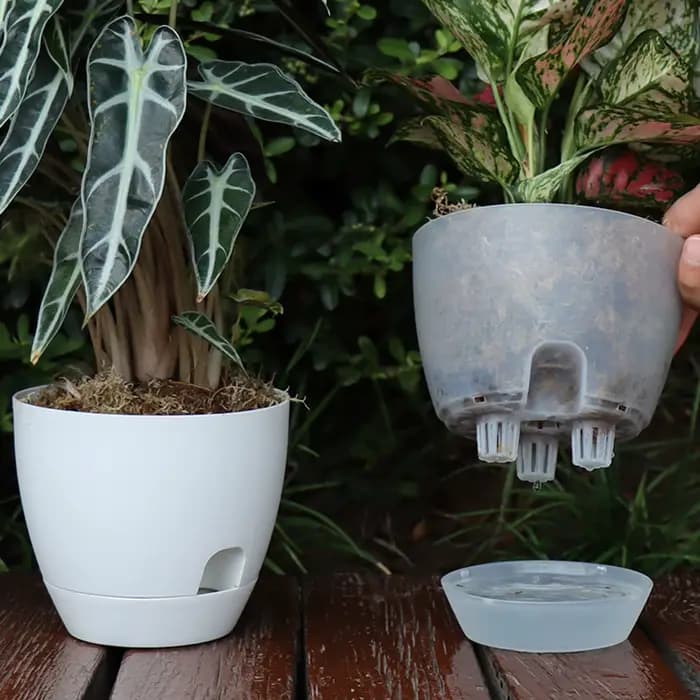 Pot de fleurs à auto-absorption pour bonsaï épicé, Pots de plantes de balcon, produits de décoration pour la maison, culture de croissance des plantes de grande capacité