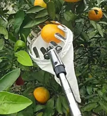 Outil de cueillette de fruits de jardin avec long manche télescopique pour citrons, pommes, poires,
