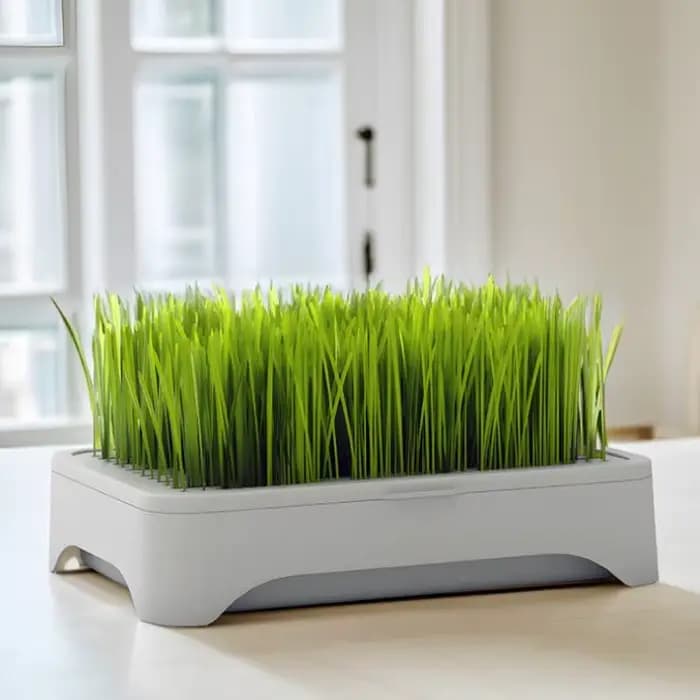 (.) Bac de culture hydroponique pour herbe à chat