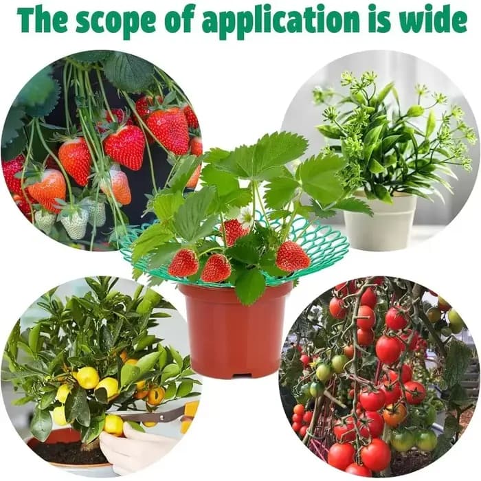 Supports pour plantes à fraises, 5 à 50 pièces, avec 3 jambes robustes, supports de culture de frais