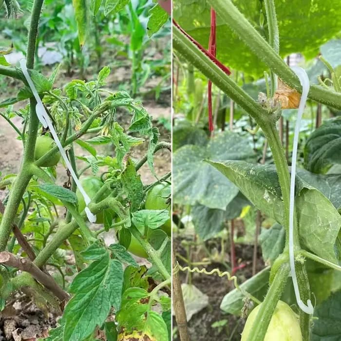 Crochets J de support de tomate pour plantes, pinces à légumes pour empêcher les grappes de fruits T